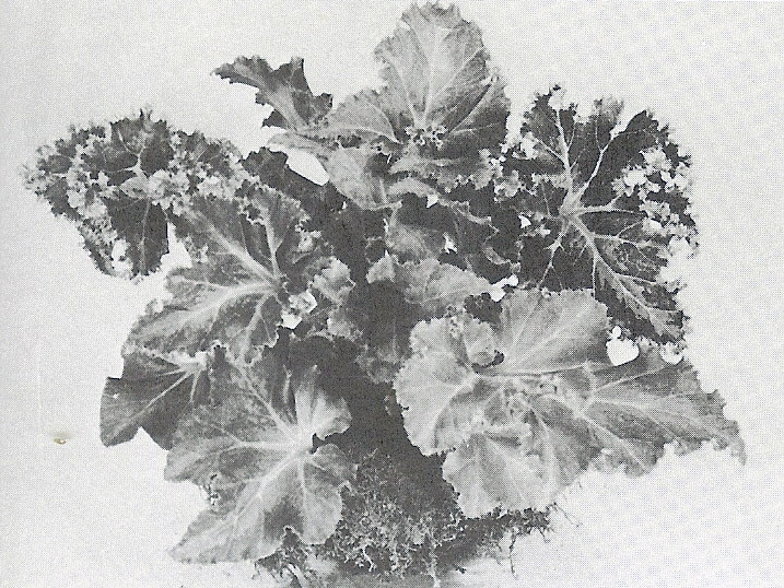 B. ‘Beryl’
